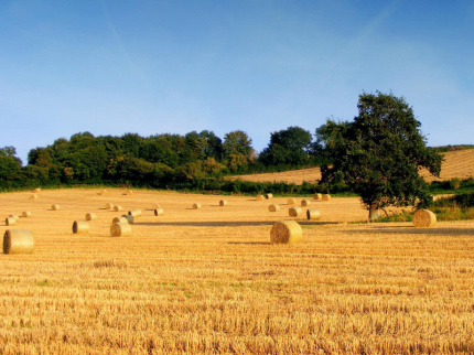 campo agricolo, agricoltura, campagna, aziende agricole, sviluppo rurale