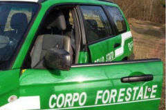 Corpo forestale