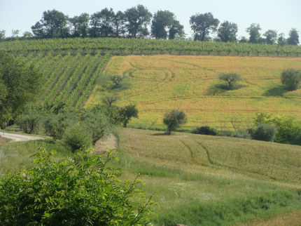 terreno agricolo, campo, coltivazione, campagna