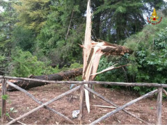 Albero abbattuto dal maltempo ad Ancona