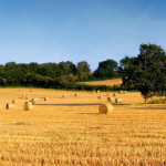campo agricolo, agricoltura, campagna, aziende agricole, sviluppo rurale