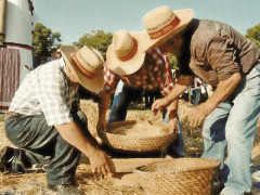 La rievocazione della trebbiatura in occasione della Sagra del Maialino alla Brace di Camporota di Treia