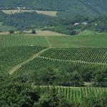 I vigneti marchigiani del vino verdicchio