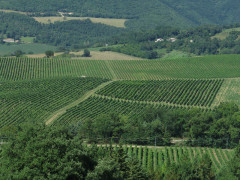 I vigneti marchigiani del vino verdicchio