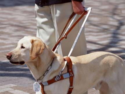 Cane guida per ciechi ed ipovedenti