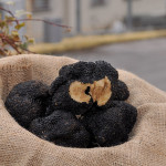 Il tartufo nero estivo, cd. scorzone