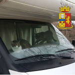 Animali in camper