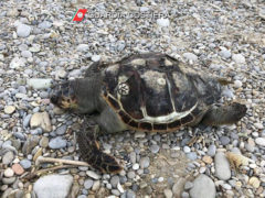 Carcassa di Caretta Caretta spiaggiata nel Fermano