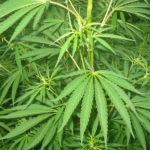 canapa, cannabis