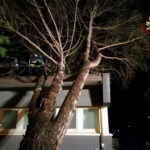 Forte vento: albero caduto a Senigallia