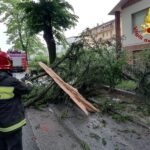 Albero abbattuto ad Angeli di Rosora