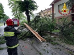 Albero abbattuto ad Angeli di Rosora