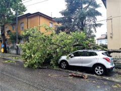 Albero caduto ad Ancona per l'ondata di maltempo