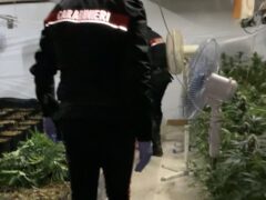 Coltivazione di marijuana scoperta a Jesi