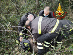 Capriolo soccorso a Folignano