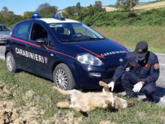 Carcassa di lupo rinvenuta ad Ancona