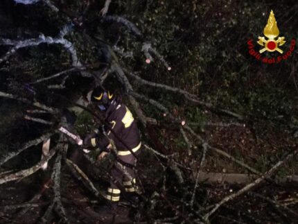 Camerano: albero caduto in strada