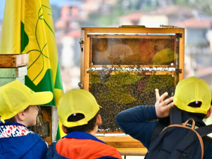 Bambini alla scoperta di un'arnia piena di api