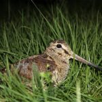 Un esemplare di beccaccia