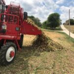 Barbabietole da zucchero