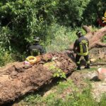 Uomo ucciso dalla caduta di un albero a Pesaro