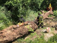 Uomo ucciso dalla caduta di un albero a Pesaro