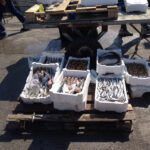 Pesce sequestrato ad Ancona