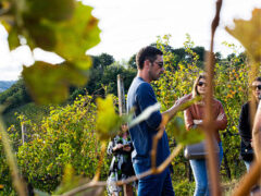 Gusti di Marche - eventi per diffondere la cultura enogastronomica del territorio