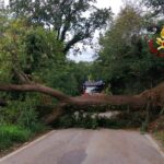 Albero caduto in strada tra Gallignano e Casine di Paterno