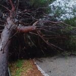 Albero caduto lungo la Sp 60