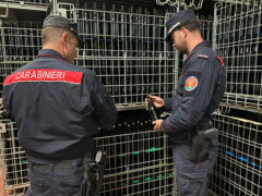 Carabinieri Forestali: perquisizioni per presunte truffe nel settore vitivinicolo