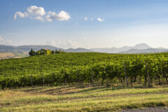 Campagna del Verdicchio dei Castelli di Jesi