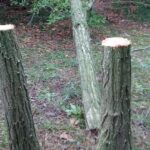 Alberi abbattuti al parco del Cardeto ad Ancona
