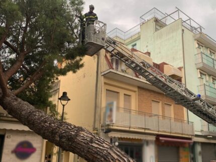 Albero tagliato a Gabicce