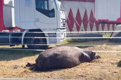 Inchiesta circhi LAV: animali maltrattati Inchiesta circhi LAV: animali maltrattati